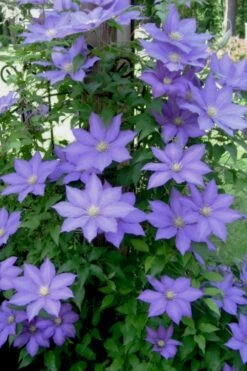 H. F. Young Clematis - 1 Gallon Pot 5 H. F. Young Clematis - 1 Gallon Pot -Garden Plants shop clematis h f young 9