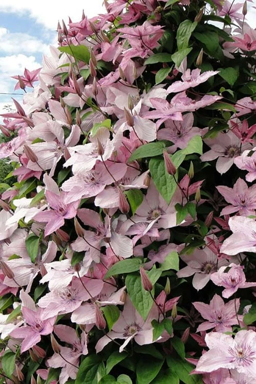 Hagley Hybrid Clematis - 1 Gallon Pot Hagley Hybrid Clematis - 1 Gallon Pot -Garden Plants shop clematis hagley hybrid 11