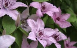 Hagley Hybrid Clematis - 1 Gallon Pot 3 Hagley Hybrid Clematis - 1 Gallon Pot -Garden Plants shop clematis hagley hybrid 13
