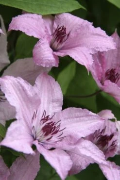 Hagley Hybrid Clematis - 1 Gallon Pot 6 Hagley Hybrid Clematis - 1 Gallon Pot -Garden Plants shop clematis hagley hybrid 14