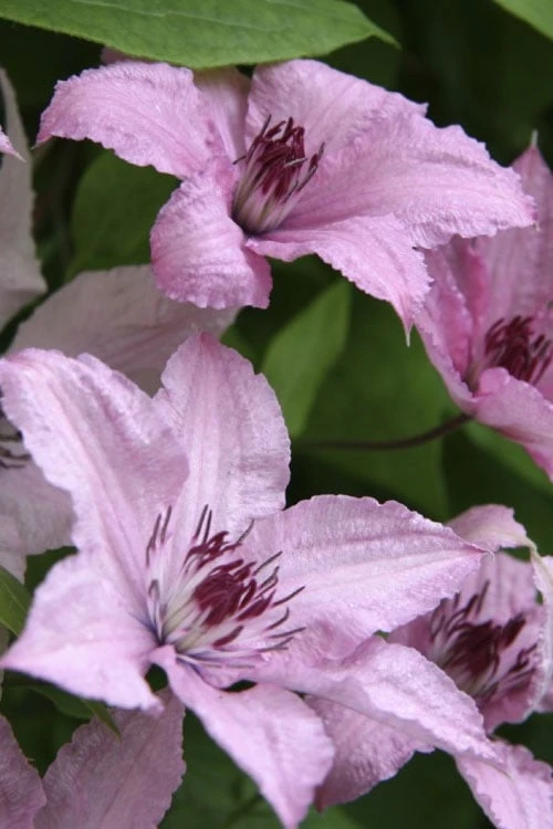Hagley Hybrid Clematis - 1 Gallon Pot Hagley Hybrid Clematis - 1 Gallon Pot -Garden Plants shop clematis hagley hybrid 14