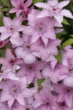 Hagley Hybrid Clematis - 1 Gallon Pot 9 Hagley Hybrid Clematis - 1 Gallon Pot -Garden Plants shop clematis hagley hybrid 15
