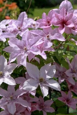 Hagley Hybrid Clematis - 1 Gallon Pot 8 Hagley Hybrid Clematis - 1 Gallon Pot -Garden Plants shop clematis hagley hybrid 18
