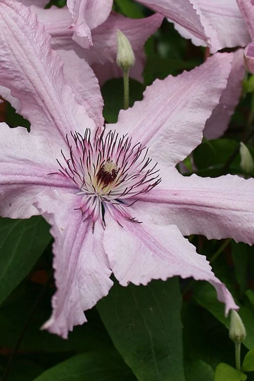 Hagley Hybrid Clematis - 1 Gallon Pot Hagley Hybrid Clematis - 1 Gallon Pot -Garden Plants shop clematis hagley hybrid 20