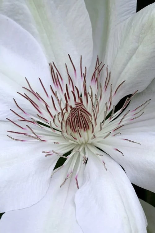 Henryi Clematis - 1 Gallon Pot Henryi Clematis - 1 Gallon Pot -Garden Plants shop clematis henryi 1