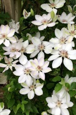 Henryi Clematis - 1 Gallon Pot 5 Henryi Clematis - 1 Gallon Pot -Garden Plants shop clematis henryi 2