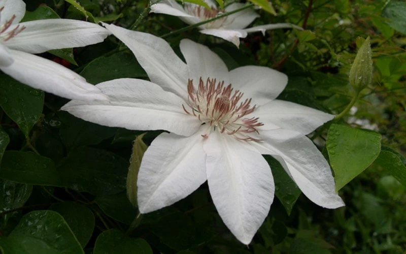 Henryi Clematis - 1 Gallon Pot Henryi Clematis - 1 Gallon Pot -Garden Plants shop clematis henryi 3