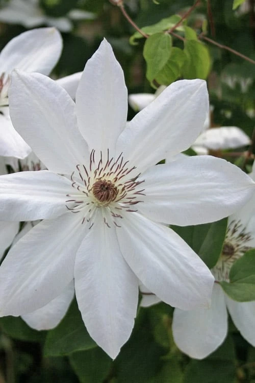 Henryi Clematis - 1 Gallon Pot Henryi Clematis - 1 Gallon Pot -Garden Plants shop clematis henryi 5