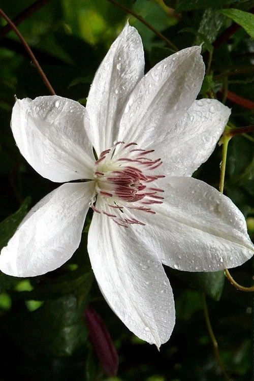 Henryi Clematis - 1 Gallon Pot Henryi Clematis - 1 Gallon Pot -Garden Plants shop clematis henryi 6