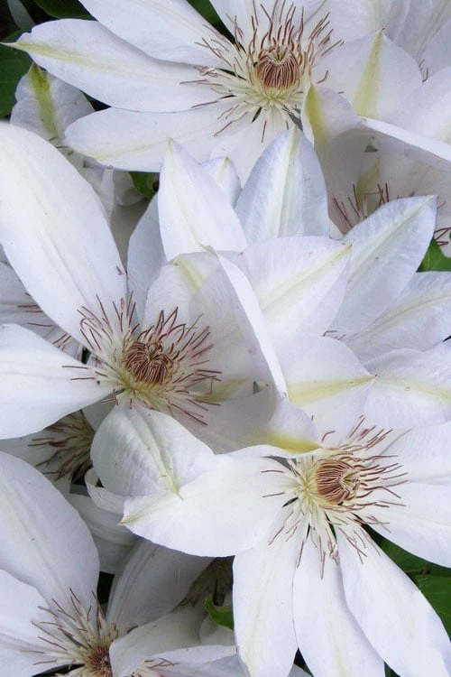 Henryi Clematis - 1 Gallon Pot Henryi Clematis - 1 Gallon Pot -Garden Plants shop clematis henryi 7