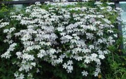 Huldine Clematis - 1 Gallon Pot 4 Huldine Clematis - 1 Gallon Pot -Garden Plants shop clematis huldine 11