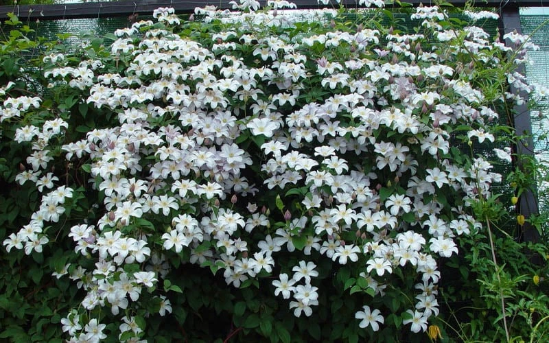 Huldine Clematis - 1 Gallon Pot Huldine Clematis - 1 Gallon Pot -Garden Plants shop clematis huldine 11