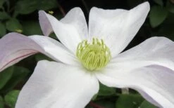 Huldine Clematis - 1 Gallon Pot 5 Huldine Clematis - 1 Gallon Pot -Garden Plants shop clematis huldine 3