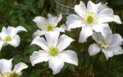 Huldine Clematis - 1 Gallon Pot 7 Huldine Clematis - 1 Gallon Pot -Garden Plants shop clematis huldine 6
