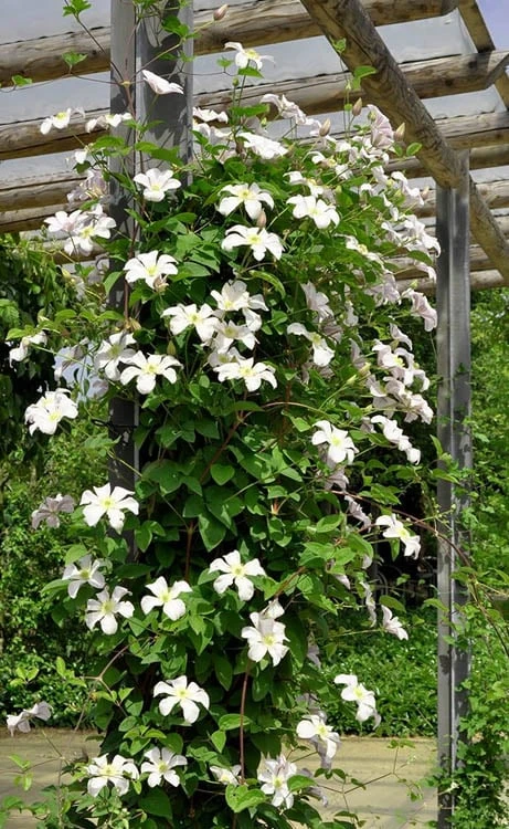 Huldine Clematis - 1 Gallon Pot Huldine Clematis - 1 Gallon Pot -Garden Plants shop clematis huldine 7jpg