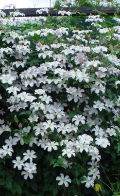 Huldine Clematis - 1 Gallon Pot 3 Huldine Clematis - 1 Gallon Pot -Garden Plants shop clematis huldine 9