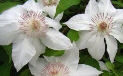 Hyde Hall Clematis - 1 Gallon Pot 5 Hyde Hall Clematis - 1 Gallon Pot -Garden Plants shop clematis hyde hall 1