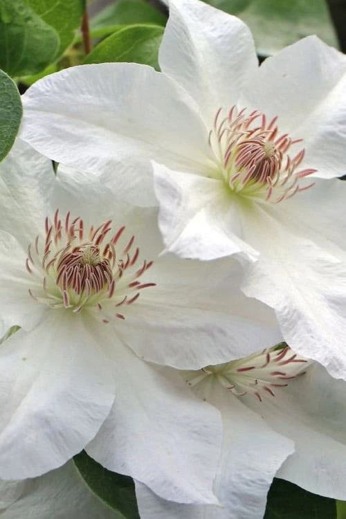 Hyde Hall Clematis - 1 Gallon Pot Hyde Hall Clematis - 1 Gallon Pot -Garden Plants shop clematis hyde hall 2