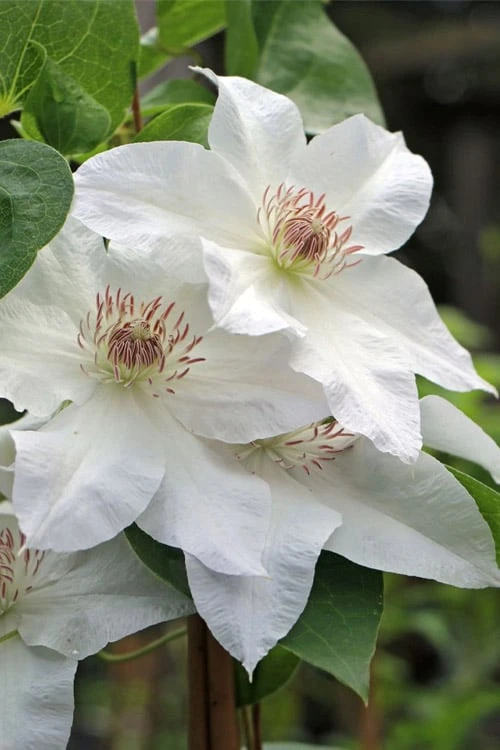 Hyde Hall Clematis - 1 Gallon Pot Hyde Hall Clematis - 1 Gallon Pot -Garden Plants shop clematis hyde hall 4