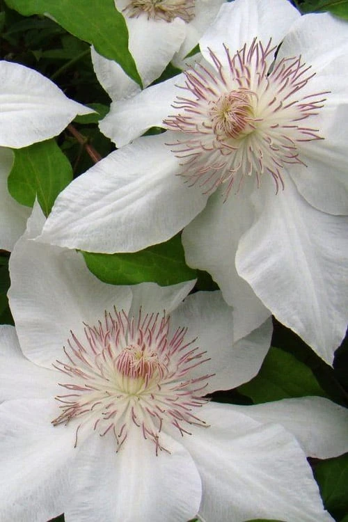 Hyde Hall Clematis - 1 Gallon Pot Hyde Hall Clematis - 1 Gallon Pot -Garden Plants shop clematis hyde hall 5