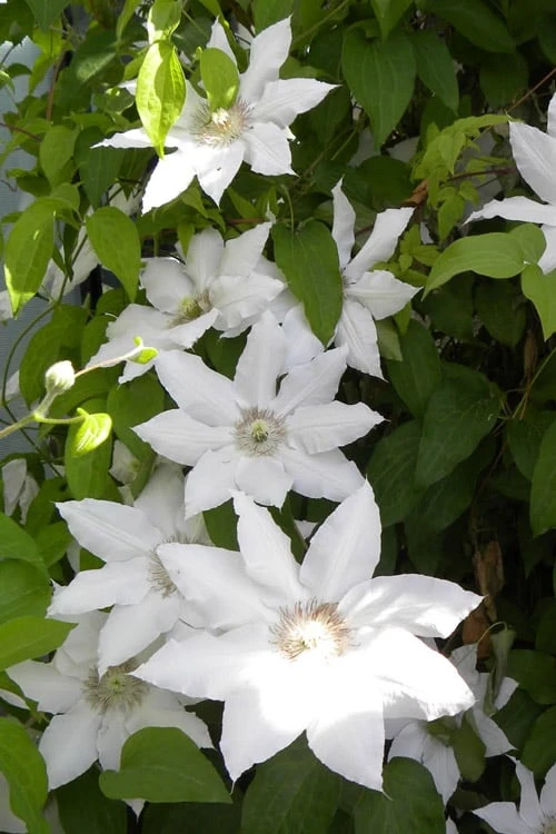 Hyde Hall Clematis - 1 Gallon Pot Hyde Hall Clematis - 1 Gallon Pot -Garden Plants shop clematis hyde hall 6