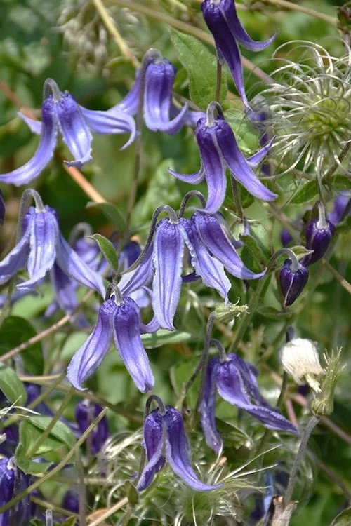 Clematis integrifolia (Solitary Bush Clematis) - 1 Gallon Pot Clematis Integrifolia (Solitary Bush Clematis) - 1 Gallon Pot -Garden Plants shop clematis integrifolia soiltary bush clematis 4