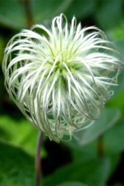 Clematis Integrifolia (Solitary Bush Clematis) - 1 Gallon Pot 5 Clematis Integrifolia (Solitary Bush Clematis) - 1 Gallon Pot -Garden Plants shop clematis integrifolia soiltary bush clematis 6