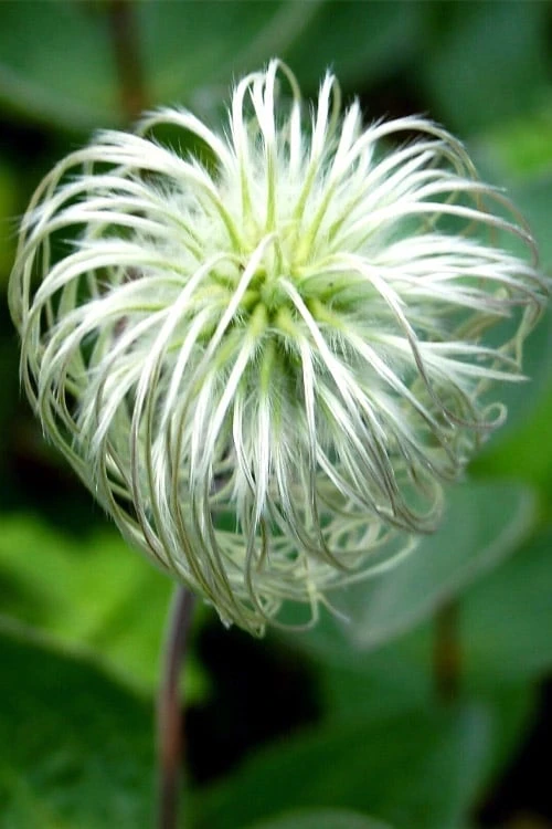 Clematis integrifolia (Solitary Bush Clematis) - 1 Gallon Pot Clematis Integrifolia (Solitary Bush Clematis) - 1 Gallon Pot -Garden Plants shop clematis integrifolia soiltary bush clematis 6