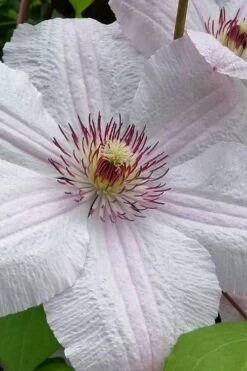 John Paul II Clematis - 1 Gallon Pot -Garden Plants shop clematis john paul II 12