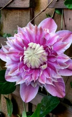 Josephine Clematis - 1 Gallon Pot -Garden Plants shop clematis josephine 13