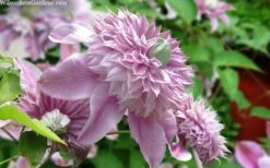 Josephine Clematis - 1 Gallon Pot -Garden Plants shop clematis josephine 15