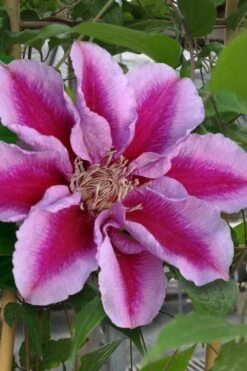 Killian Donahue Clematis - 1 Gallon Pot -Garden Plants shop clematis killian donahue 1