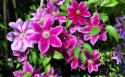 Killian Donahue Clematis - 1 Gallon Pot -Garden Plants shop clematis killian donahue 3