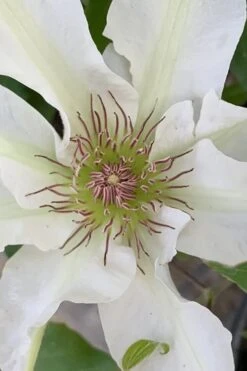 Kitty Clematis - 1 Gallon Pot 8 Kitty Clematis - 1 Gallon Pot -Garden Plants shop clematis kitty 13