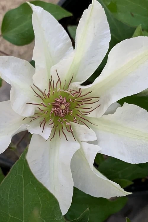 Kitty Clematis - 1 Gallon Pot Kitty Clematis - 1 Gallon Pot -Garden Plants shop clematis kitty 14