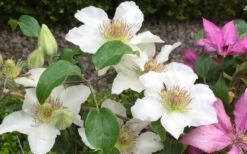 Kitty Clematis - 1 Gallon Pot 4 Kitty Clematis - 1 Gallon Pot -Garden Plants shop clematis kitty 2