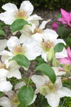 Kitty Clematis - 1 Gallon Pot 5 Kitty Clematis - 1 Gallon Pot -Garden Plants shop clematis kitty 3
