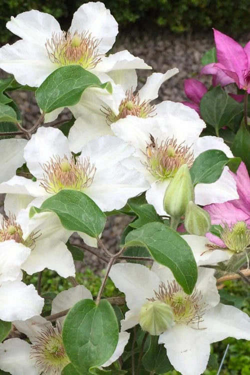 Kitty Clematis - 1 Gallon Pot Kitty Clematis - 1 Gallon Pot -Garden Plants shop clematis kitty 3