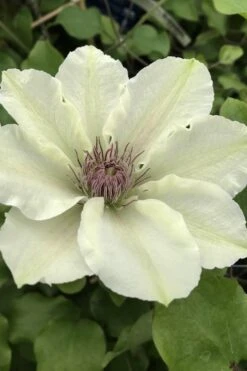 Kitty Clematis - 1 Gallon Pot 3 Kitty Clematis - 1 Gallon Pot -Garden Plants shop clematis kitty 4