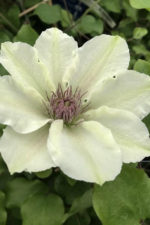 Kitty Clematis - 1 Gallon Pot Kitty Clematis - 1 Gallon Pot -Garden Plants shop clematis kitty 4