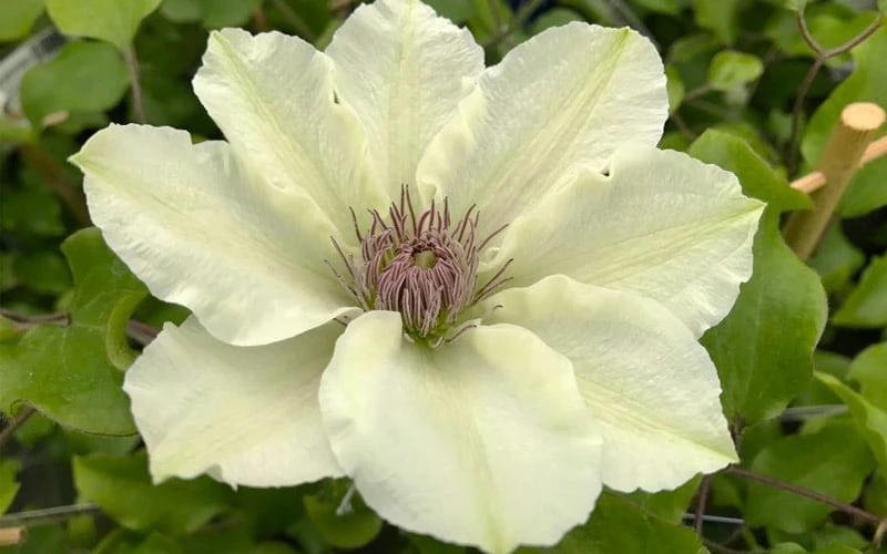Kitty Clematis - 1 Gallon Pot Kitty Clematis - 1 Gallon Pot -Garden Plants shop clematis kitty 8