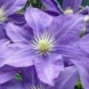 Lady Northcliffe Clematis - 1 Gallon Pot