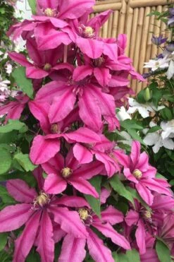 Liberation Clematis - 1 Gallon Pot -Garden Plants shop clematis liberation 4