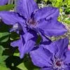 Lindsay Clematis - 1 Gallon Pot