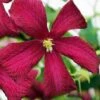 Madame Julia Correvon Clematis - 1 Gallon Pot