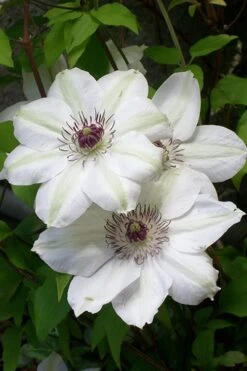 Miss Bateman Clematis - 1 Gallon Pot -Garden Plants shop clematis miss20bateman 3 500x750 1