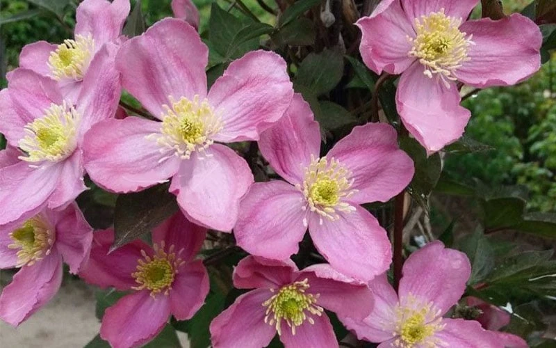 Montana Elizabeth Clematis - 1 Gallon Pot Montana Elizabeth Clematis - 1 Gallon Pot -Garden Plants shop clematis montana elizabeth 2