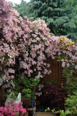 Mayleen Montana Clematis - 1 Gallon Pot -Garden Plants shop clematis montana mayleen 12