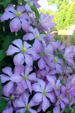 Mrs. Cholmondeley Clematis - 1 Gallon Pot -Garden Plants shop clematis mrs cholmondeley 8