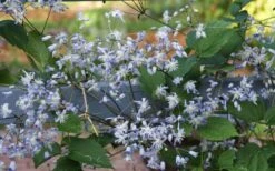 Mrs. Robert Brydon Clematis - 1 Gallon Pot -Garden Plants shop clematis mrs robert brydon 11